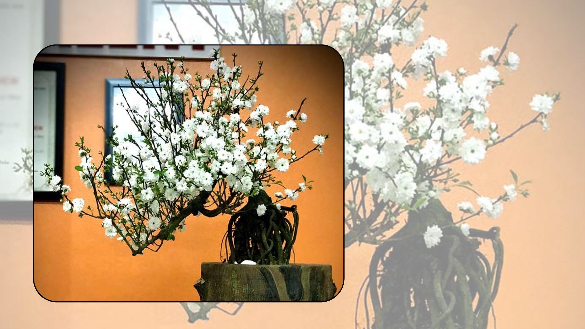 Cách Trồng Và Chăm Sóc Hoa Nhất Chi Mai